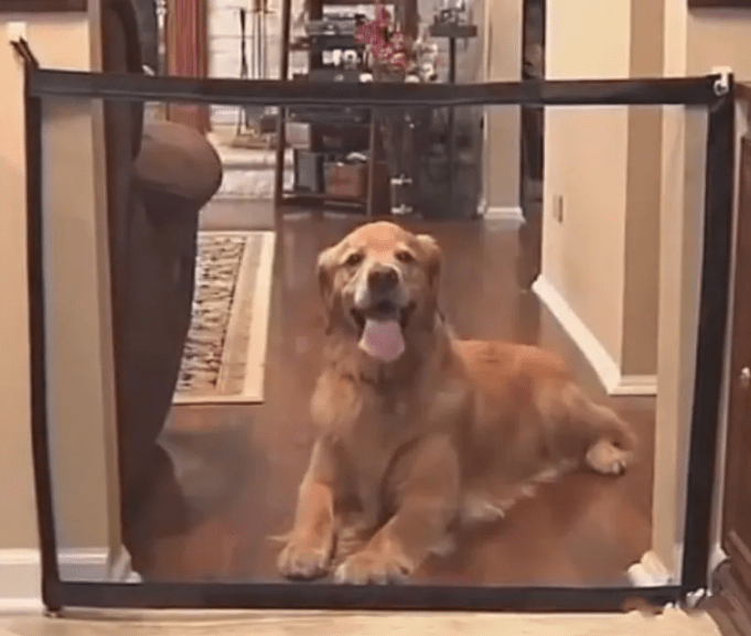 Barrière de Sécurité pour Chien - Protégez votre compagnon à quatre pattes! - Mon Compagnon Douillet